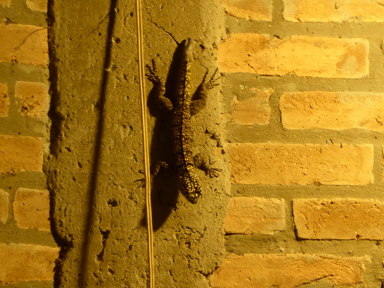 lizaad Gecko