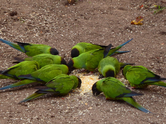 black-hooded-parakeet