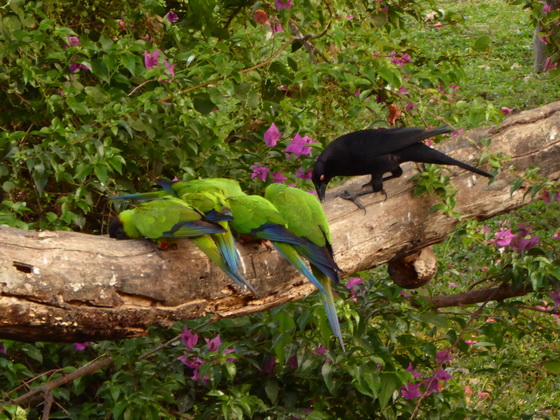 black-hooded-parakeet