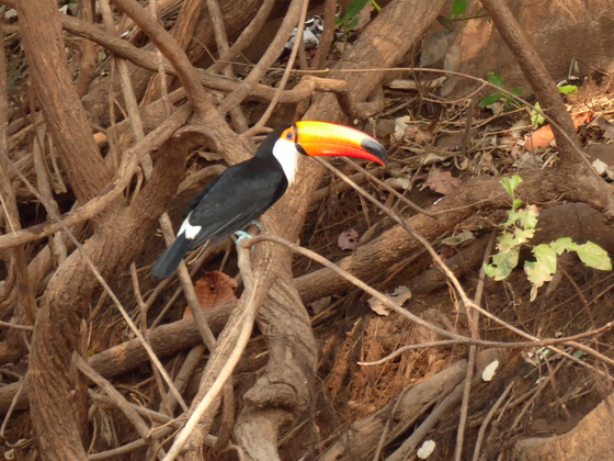 Aguape Fazenda Pantanal Tucan Toco toco 