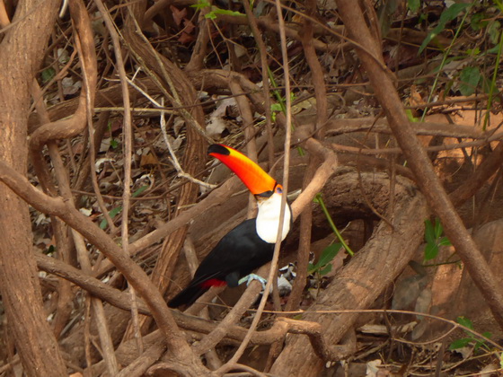 Aguape Fazenda Pantanal Tucan Toco toco 