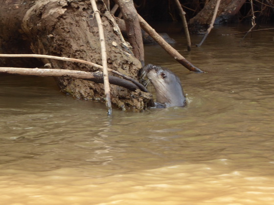 Lontra  Fischotter 