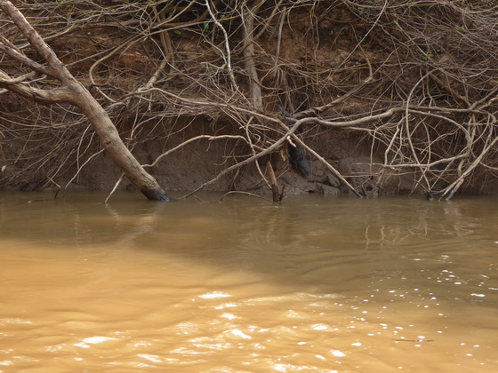 Lontra  Fischotter 