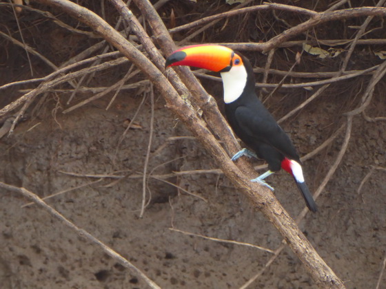 Aguape Fazenda Pantanal Tucan Toco toco