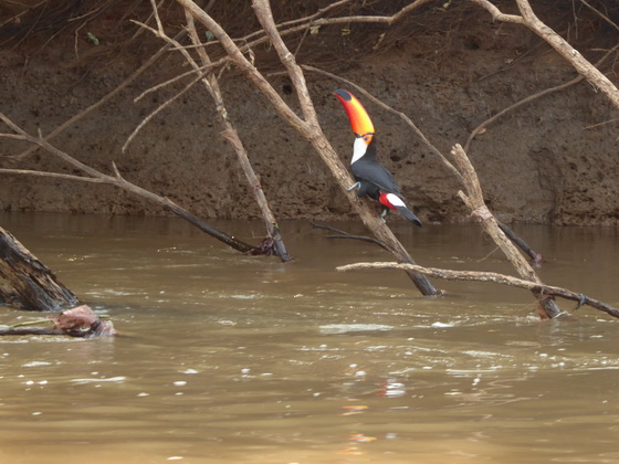 Aguape Fazenda Pantanal Tucan Toco toco