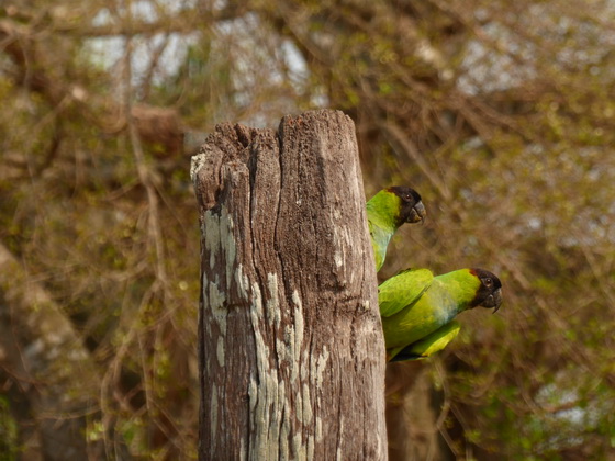 black-hooded-parakeet