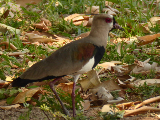 Plover