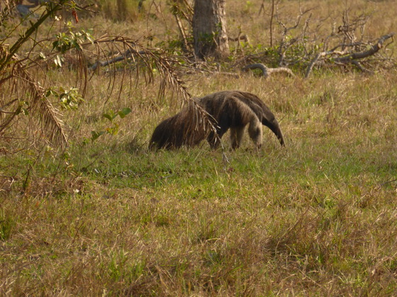 Tamandua Bandeira Großer AmeisenbärTamandua Bandeira Großer Ameisenbär