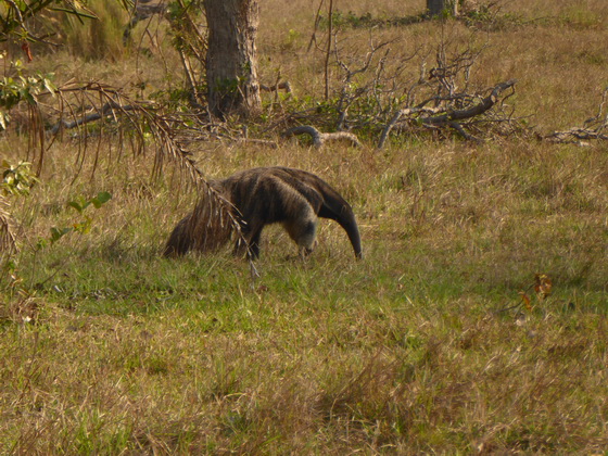 Tamandua Bandeira Großer AmeisenbärTamandua Bandeira Großer Ameisenbär