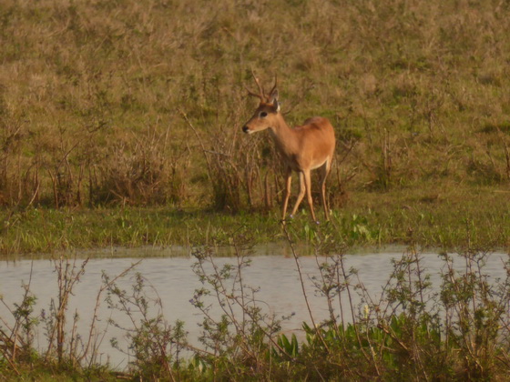 POUSADA Xaraes  Marsch deer