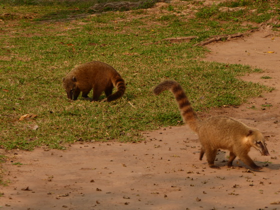 Coati  Racoon Nasenbär