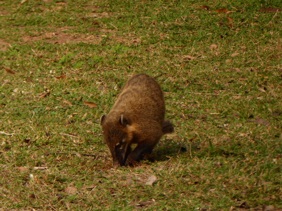 Coati  Racoon Nasenbär