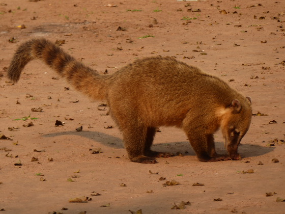 Coati  Racoon Nasenbär