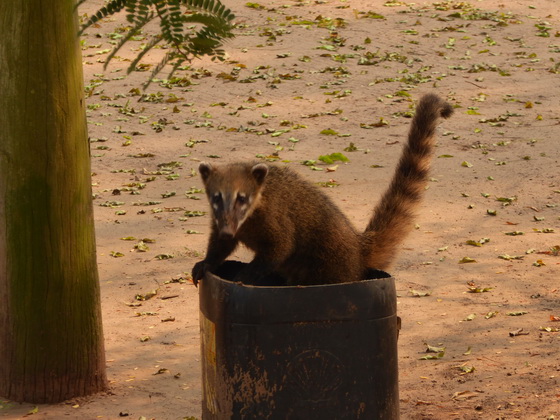 Coati  Racoon Nasenbär