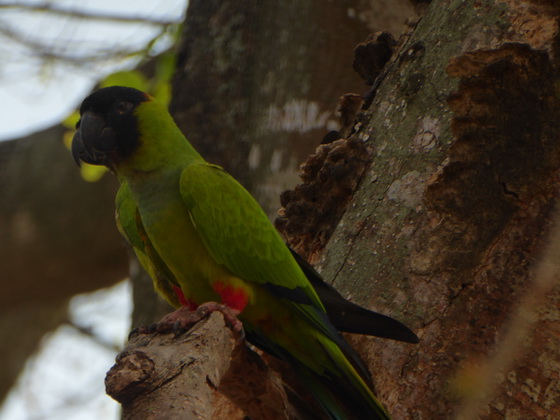 black-hooded-parakeet