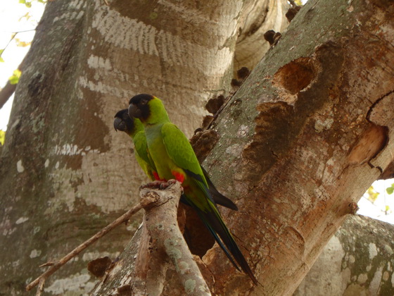 black-hooded-parakeet