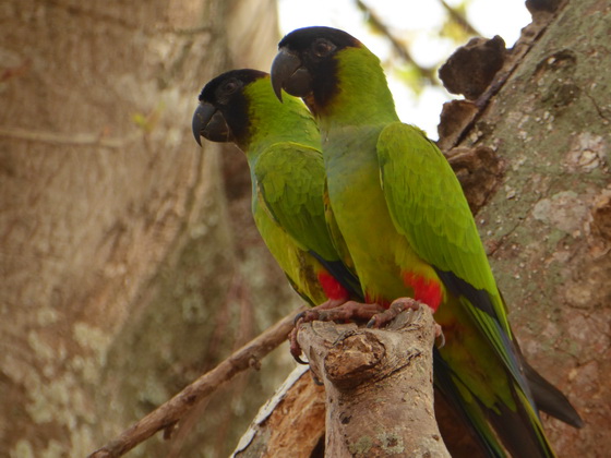 black-hooded-parakeet