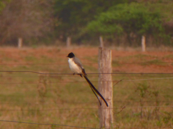 sissortail-flycatcher