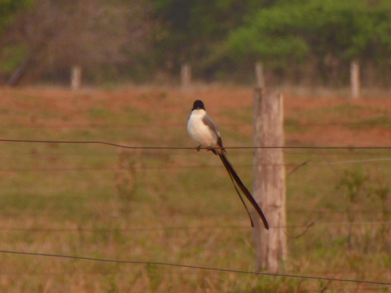 sissortail-flycatcher