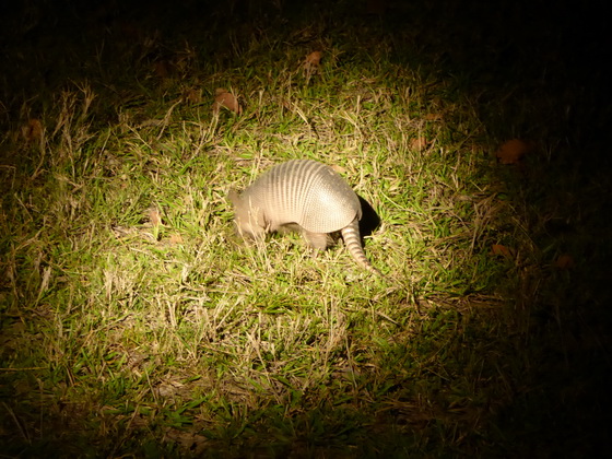 Aguape Fazenda Pantanal Tatu gallinha Gürteltier 9 streifen oder gebändertes Gürteltier