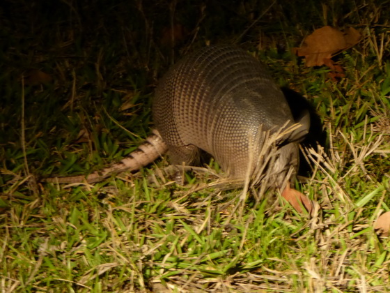 Aguape Fazenda Pantanal Tatu gallinha Gürteltier 9 streifen oder gebändertes Gürteltier