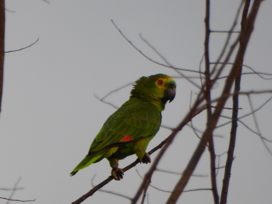 Yellow-faced-parrot