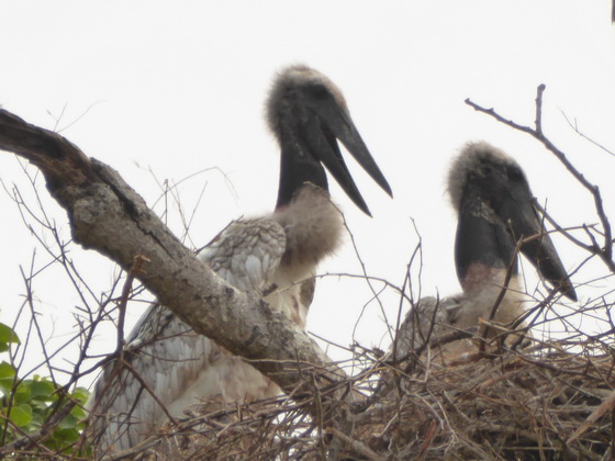   Jabiru Tuiuiui Storch wie Marabu in Africa Jabiru Tuiuiui Storch wie Marabu in Africa 