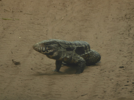 Monitor Lizard  Black-and-white-tegu-lizard