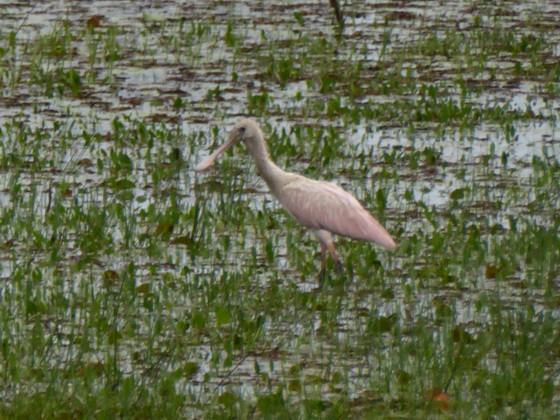   Sponbill Rosa LöfflerSponbill Rosa Löffler