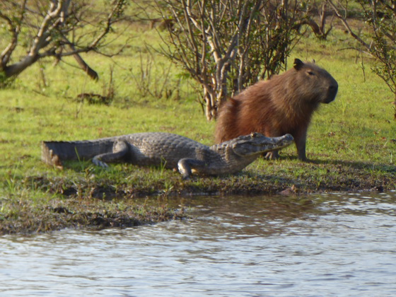 Wasserschwein Capybara + Jacare 