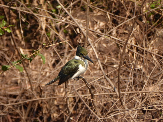 kingfisher Amazon Kingfisherkingfisher Amazon Kingfisher