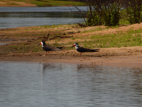   Skimmer + Tern Skimmer + Tern 