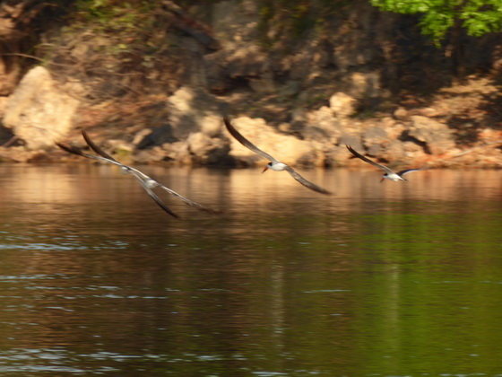 Skimmer + Tern 