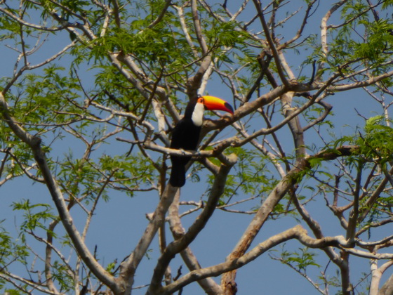 Aguape Fazenda Pantanal Tucan Toco toco