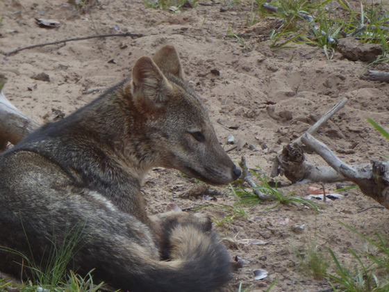   Fox Pantanal Fox Pantanal 