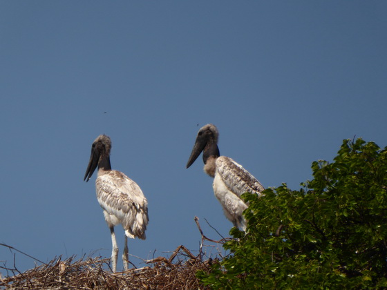 Jabiru Tuiuiu Storch