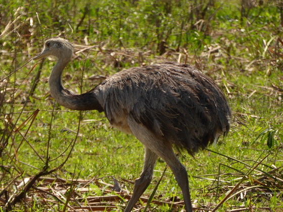 Nandu greater Rhea