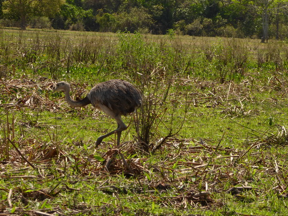 Nandu greater Rhea