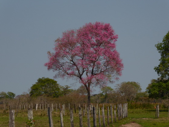 Barra Mansa Lodge Pantanal back to aquidauana