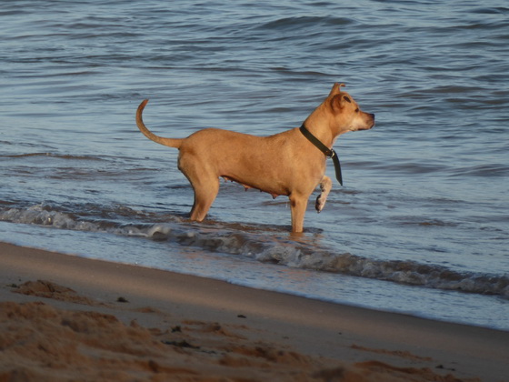 Tivoli eco resort bahia de salvador brazil doggy