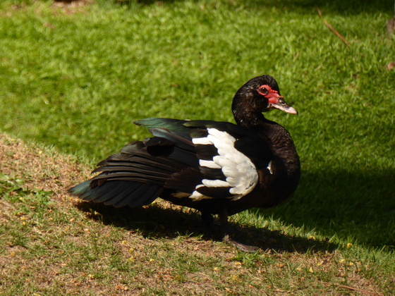 Duck Duck  Muscovy duck