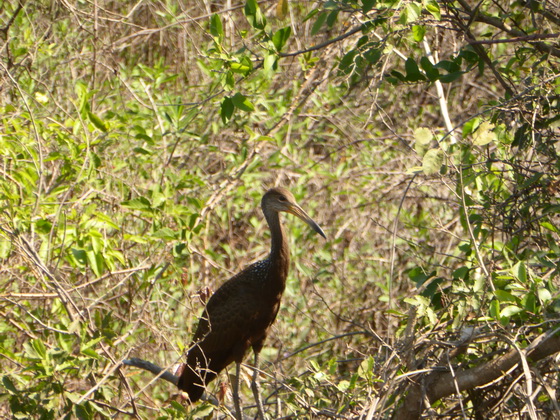 ibis