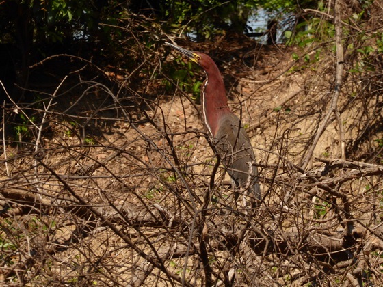 heron Rufuscent tiger heron