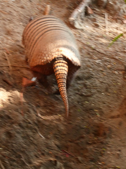 kaiman Jacare  armadillo