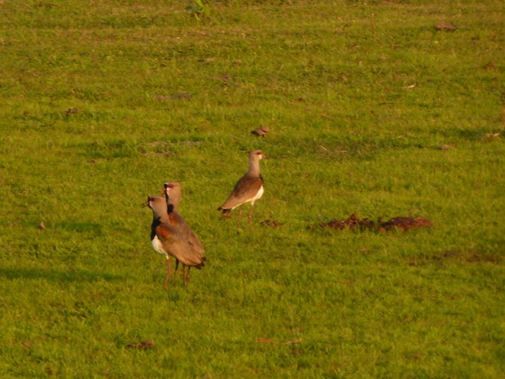 POUSADA Xaraes Lapwing