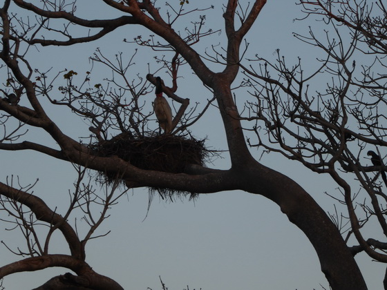   POUSADA Xaraes Jabiru Tuiuiui Storch wie Marabu in Africa POUSADA Xaraes Jabiru Tuiuiui Storch wie Marabu in Africa 