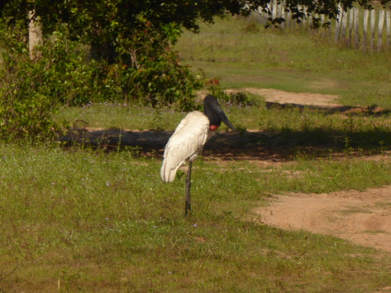 POUSADA Xaraes Jabiru Tuiuiui Storch wie Marabu in Africa 