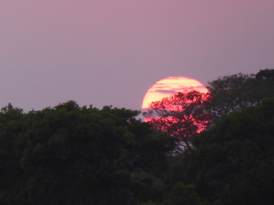   Sundowner Trees Sundowner Trees