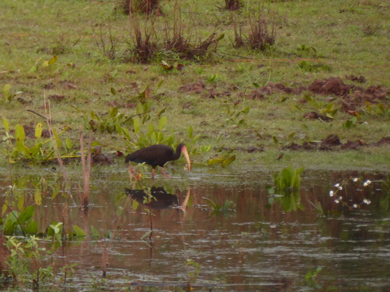 ibis