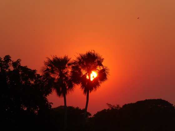 Sundowner Trees Sundowner Trees  Palmtree